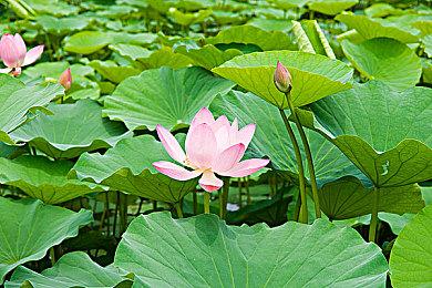 3DM速报：索尼今年将持续生产PS4 太吾绘卷正式版主要内容已成型